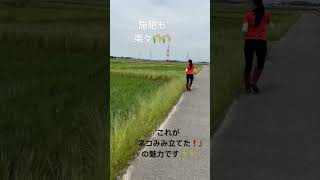 ネコみみ立てた🌾施肥の様子🌾楽に施肥できます🌾🌾