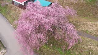 立屋の桜・番所の桜　長野県小川村　２０２０年４月２２日