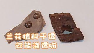 给兰花浇水，干透浇透对吗？