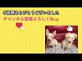 ホワイトシェパードの子犬　特集編 ヒューイ