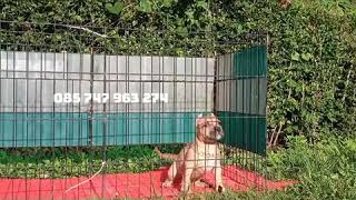 Redy Stock American Bully