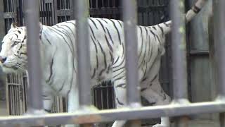 2022.8.6 宇都宮動物園☆ホワイトタイガーのアース_04