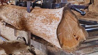 Sawmill Factory | Cutting Long Hibiscus Wood | Sawmill Operation | Slicing Beautiful Woods