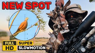 ⨁ NEW SPOT - AIRGUN HUNTING - WILD DOVES