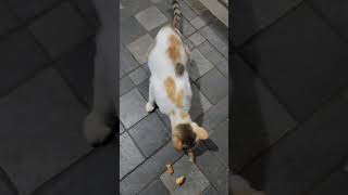 ഞങ്ങളുടെ കിങ്ങിണി പൂച്ച | Our Kingini cat