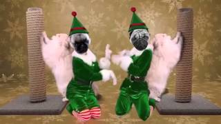 MERRY PUGMAS