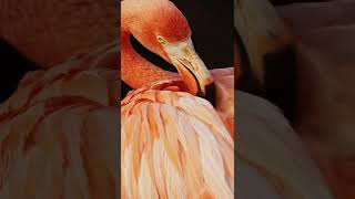 American Flamingo asmr 🦩