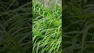 ఆవులకి గేదలకి ఉపయోగపడే పచ్చని గడ్డి...#youtubeshorts #nature #trending #viral #grass 💚☘️🍀🪴🌵🌳🌲🌿🌱