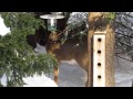 deer enjoys peaceful meal