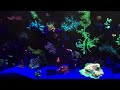 nuvo 24 reef update 5 30 17