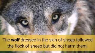 The Shepherd and The Wolf Story