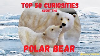 Top 50 Curiosities About the Polar Bear