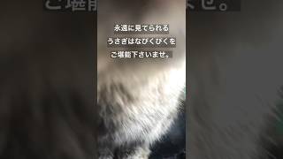 『うさぎは鼻がぴくぴくする』