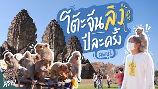 โต๊ะจีนลิง ลพบุรี 1 ใน 10 เทศกาลที่แปลกที่สุดในโลก!! | อาสาพาไปหลง