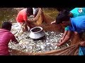 Amazing Fishing by Net | Traditional Net Fishing | Natural Fishing BD