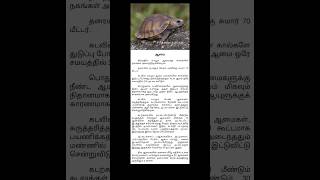 ஆமை 🐢 பற்றிய அரிய தகவல்கள் #shortsfeed #shortvideo #shorts #shortsvideo #animals #facts #gk #history