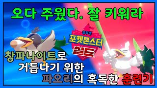 포켓몬스터 실드 - 파오리를 받았습니다  창파나이트로 키우기 대작전! 절대 학대하는거 아님;; (외전)