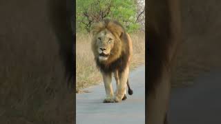 Huge Male Lion/Kruger National Park #shorts #lions #safari