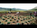 farmers of gisagara ndora rwanda are irrigating using machine with support of aee rwanda