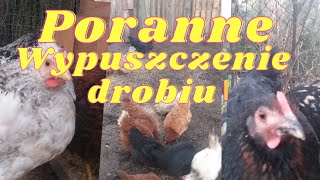 Poranne wypuszczenie drobiu🌾🐓