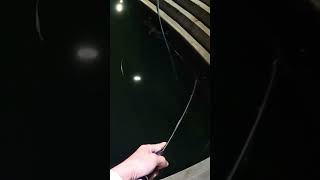 이기머꼬? 가덕도 대항에서... #fishing#ajing#fishingvideo