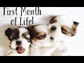 Shihtzu puppies- First Month of Life! | Fluffy Shih Tzu Family