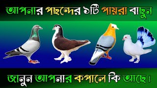 আপনার পছন্দের একটি পায়রা বাছুন জানুন আপনার কপালে কি আছে?। apni kemon manush। brain masti new video