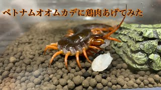 ムカデに鶏肉あげてみた