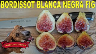 Bordissot Blanca Negra Fig - A Beautiful Striped Fig Of Top Quality