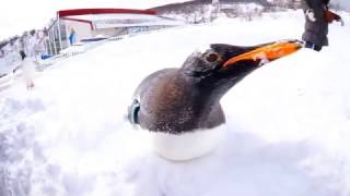 おたる水族館　ペンギンの雪中さんぽ