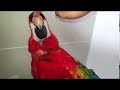 premier parrots scarlet macaw as1 semi tame