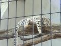 ユキヒョウ ヤマト うたたね中 ~snow leopard s baby is taking a nap