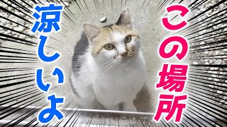 暑い日でも三毛母猫と旦那さんは涼しい場所を知っています…♡[三毛猫夫婦]