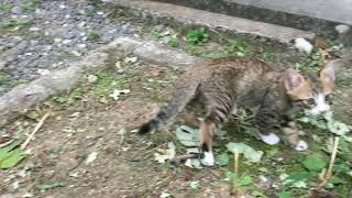 【小梅】猫小屋リフォーム　お外遊びの茂平と小麦　Today's cat　2019/10/08