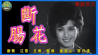 《粵語長片》斷腸花 (1963)｜謝賢｜江雪｜王偉｜駱恭｜黃楚山｜李月清｜導演：李晨風｜香港電影｜香港粵語電影｜粵語中字