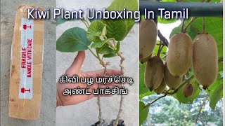 Kiwi Plant Unboxing In Tamil | கிவி பழ மரச்செடி அண்ட் பாக்சிங்