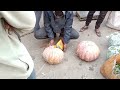 হরিণঘাটা সবজি মার্কেট vegetable market আজকের খুচরা বাজারে শাকসবজির দাম জানুন।সবজির পাইকারি বাজার।