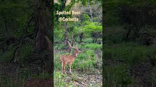 Alert Spotted Deer Giving Calls  after Seeing Tiger 🐅🦌 #shortsfeed #viral #india #trending