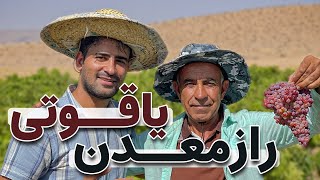 مستند یک روز پر زحمت در تاکستان انگور یاقوتی جهرم