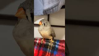 キンカチョウ　文鳥ぴー様が嫉妬しないようにママを撮る #zebrafinch