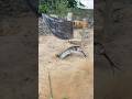 DIY Snake Trap using Knife #creativesnaketrap #snakeinhole