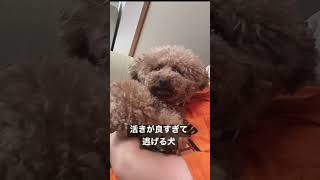 捕まって必死で逃げる犬【名古屋弁をしゃべる犬】【トイプードル】