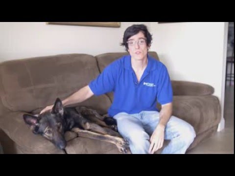 Upholstery Cleaning - Dog Smell on Couch Upholstery Cleaning - Dog Smell on Couch