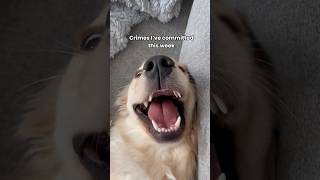 Crimes my puppy has committed 👹 Pt. 4 #dogshorts #goldenretriever #puppies #puppyvideos #dogs