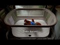 conscience - Koda's Song (Official Lyric Video)