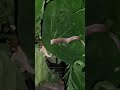 lycodon aulicus snakevideo