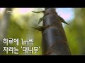 하루에 1m씩 자라는 '대나무' (a bamboo tree growing 1 meter a day)