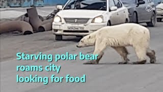 Hungry Polar Bear Wanders Hundreds Of Miles From His Home