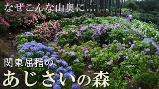 北茨城あじさいの森/日本最大級のアジサイ園/紫陽花/絶景/茨城観光旅行vlog