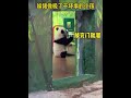 妹猪小调皮，敲了小卖部得门赶紧跑，太可爱了 판다 cute 大熊猫 animals pandafushun cutepanda 大熊猫妹猪 giantpanda